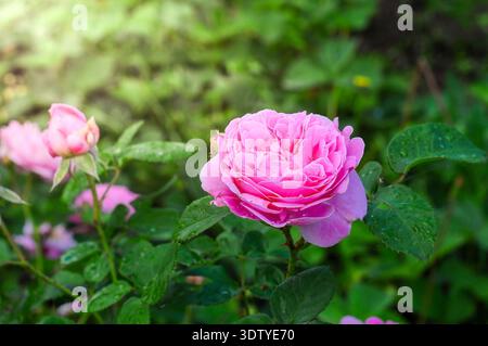 Un jardin luxuriant avec une rose rose délicate avec des gouttes de rosée sur ses feuilles, baignées de lumière douce du soleil Banque D'Images