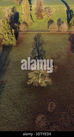 Vue aérienne d'un arbre isolé et de bétail à la lumière du matin, Shropshire rural, Angleterre, Royaume-Uni Banque D'Images