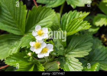 Fleurs de fraises sauvages en gros plan dans le jour ensoleillé de printemps. Floraison du buisson de fraises au printemps. Plante de forêt ou de jardin. Banque D'Images