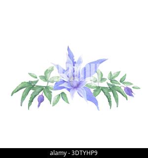 Fleurs Clematis disposées dans une composition. Illustration d'aquarelle dessinée à la main isolée sur un fond blanc. Fleurs et bourgeons violets délicats Banque D'Images