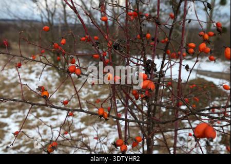 baies de rose sur le buisson en hiver.mouton d'hiver rouge sur le buisson Banque D'Images