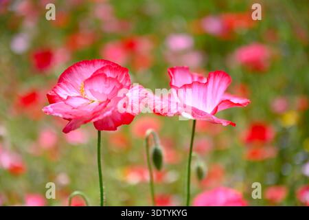 Deux délicates fleurs de coquelicot rouge sur des tiges minces avec un fond de prairie flou doux. Macro fleur sauvage, floraison printanière, pétales vibrants, faible profondeur de champ Banque D'Images