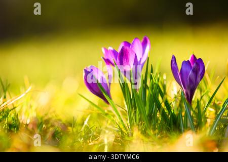 Groupe de crocus violets poussant dans une pelouse ensoleillée avec un fond bokeh lisse. Réveil saisonnier, verdure fraîche, paysage floral, lumière naturelle du soleil Banque D'Images