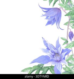 Une bordure de fleurs clématites, de bourgeons et de feuilles vertes, peintes à la main à l'aquarelle sur un fond blanc. Convient pour l'impression sur des cartes et des invitations Banque D'Images