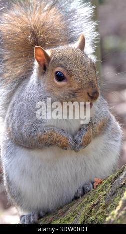 Écureuil gris (Sciurus carolinensis) en gros plan à la base d'un arbre Banque D'Images