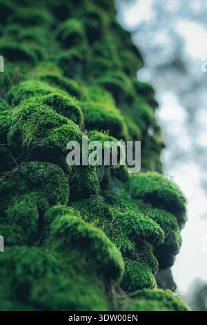 Magnifique photo macro à angle bas de mousse verte épaisse et éclatante recouvrant le côté d'un vieux tronc d'arbre. La faible profondeur de champ crée un flou doux Banque D'Images