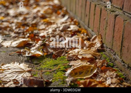 Gros plan détaillé et en bas angle de feuilles d'automne brunes et sèches empilées sur un trottoir à côté d'un mur de briques rouges. Une petite tache de mousse verte éclatante ajoute un Banque D'Images