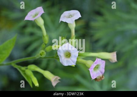 Nicotiana tabacum ( tabac cultivé) plante à fleurs en gros plan, Tenerife Îles Canaries Espagne. Banque D'Images