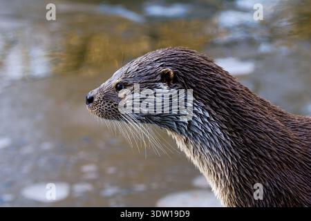 Gros plan sur le profil latéral d'une loutre de rivière humide avec des moustaches, des détails nets, lutra lutra Banque D'Images