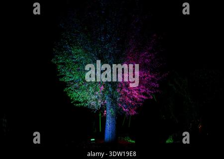 Arbre éclairé avec des néons colorés la nuit, éclairage vert divisé et magenta sur un fond sombre, paysage extérieur dramatique avec l'humeur changeante, su Banque D'Images