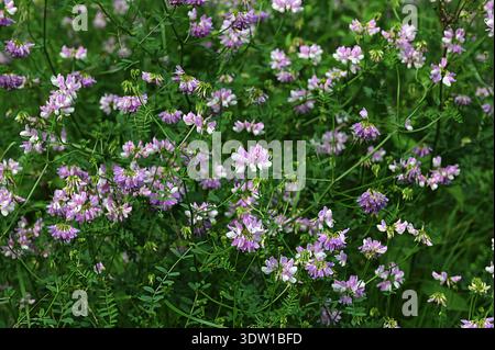 Fleur rose vesce de couronne violette (Securigera varia).fleurs de vesce de couronne violette. Banque D'Images