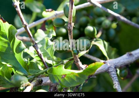 baies de café arabica vert agaete, gran canaria, îles canaries, espagne Banque D'Images