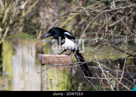 Une Magpie eurasienne perchée sur une clôture en bois. Banque D'Images