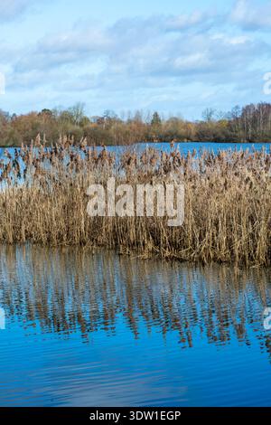 Vue paysagère des zones humides de la réserve naturelle d'Attenborough à Nottingham, au Royaume-Uni Banque D'Images
