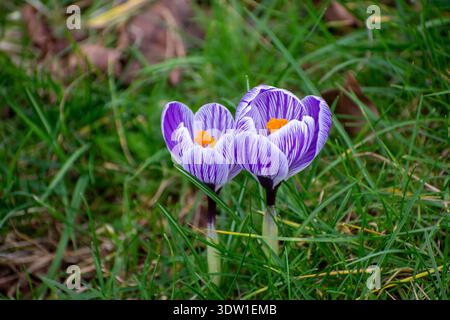 Fleurs de crocus violettes au début du printemps Banque D'Images