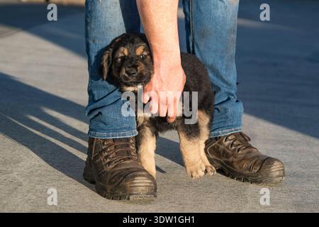 Petit chiot debout entre les jambes d'une personne à l'extérieur sur une surface pavée dans la lumière chaude du soleil du soir. Banque D'Images