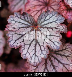 Gros plan extrême d'une feuille Heuchera 'Silver Scrolls', montrant un feuillage argenté métallique avec des veines violettes foncées complexes et des bords festonnés. Banque D'Images