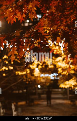 Feuilles d'automne la nuit avec des lumières bokeh dans un cadre de parc. Les couleurs chaudes du feuillage d'automne sont éclairées par la douce lueur des lampadaires et du bokeh Banque D'Images