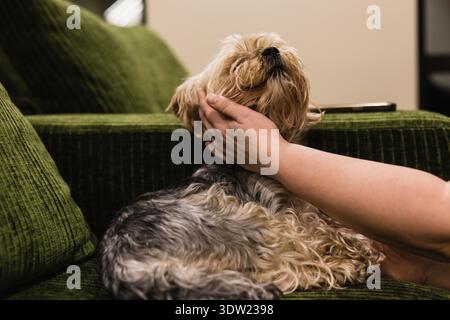 Yorkshire terrier caressé par un humain sur un canapé vert, profitant d'un moment d'affection. Un petit chien Yorkie doggy moelleux est affectueusement caressé par Banque D'Images