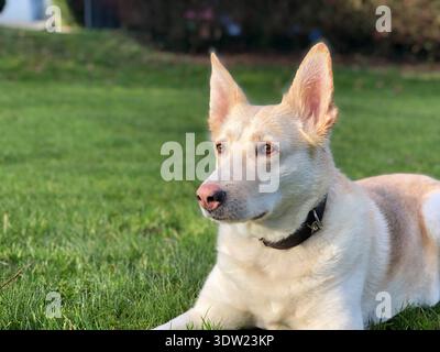 Chien au nez rose sur l'herbe (Husky berger allemand mélangé). Chien femelle. Banque D'Images