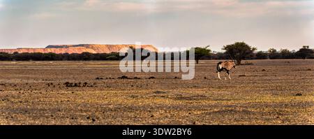 Un grand gemsbok avec de longues cornes droites marche à travers une plaine sèche et ouverte tandis que plusieurs springbok paissent au loin près d'une limite d'arbres au Botswana Banque D'Images