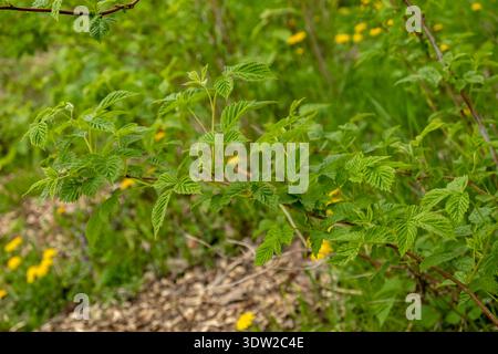 Jeunes feuilles de framboise vertes fraîches aux bords dentelés et aux pousses tendres, entourées de petites fleurs jaunes. Couleurs naturelles vibrantes, texture détaillée Banque D'Images