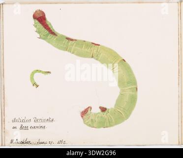 William Buckler (1814–1884) est un entomologiste anglais connu pour ses études et illustrations précises des larves de papillons de nuit. Ce dessin de 1862 représente les larves d'Earophila badiata, également appelée teigne des épaules, se nourrissant de Rosa canina (rose sauvage). Les dessins de Buckler ont été inclus dans une collection appartenant au révérend John Hellins, soulignant sa contribution aux études sur les insectes. Banque D'Images