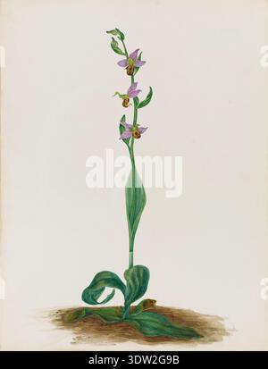 Ophrys apifera, communément appelé orchidée d'abeille, est une espèce d'orchidée européenne caractérisée par un labellum ressemblant à une abeille. La collection Cresswell Family comprend cette feuille d'aquarelle estampée HERBE. MUS. EXON CRESSWELL COLLECTION 19/1927 et inscrit au verso. L'image d'archive documente l'étude botanique labellisée donnée par Clarice Cresswell. Le tirage photographique historique enregistre l'aquarelle sur papier pour référence herbier. Banque D'Images