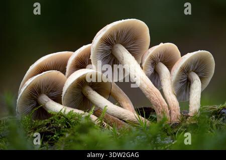 Champignons Tuft soufrés (Hypholoma fasciculare) poussant sur une branche d'arbre. Tipperary, Irlande Banque D'Images