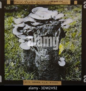 Conrad Theodore Green (1863-1940) est un médecin et un botaniste amateur. Pleurotus ostreatus, connu sous le nom de champignon d'huître, est un champignon comestible commun. La documentation photographique de Green en 1933 montre qu’elle pousse sur des souches, qui font partie de sa collection d’études fongiques. L'image est colorée à la main et destinée à des fins éducatives dans les études botaniques et mycologiques. Banque D'Images