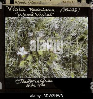 Viola riviniana est une plante à fleurs vivace de la famille des Violaceae communément appelée violette commune de chien ou violette de bois. Conrad Theodore Green (1863-1940) était un botaniste britannique et membre de la Linnean Society qui a produit des études botaniques labellisées autour de 1930-1931. L'image d'archives enregistre son travail sur verre, papier et émulsion photographique avec pigment comme tirage photographique historique pour la documentation de l'herbier. Banque D'Images