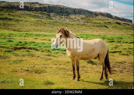 Beaux chevaux islandais dans la campagne de l'Islande Banque D'Images