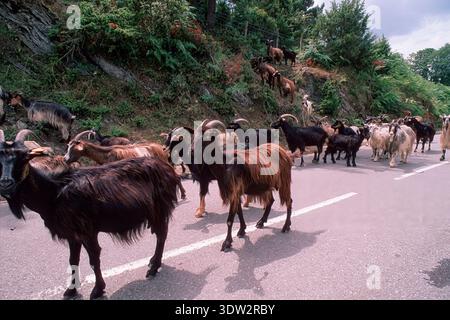 troupeau de chèvres marchant le long d'une route pavée.. Castagniccia, Corse, Corse, Francia, France Banque D'Images