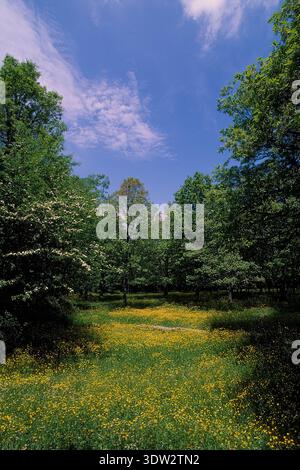Printemps dans la forêt, prairie fleurie à Badde Salighe près de Villa Piercy, Bolotana, Nuoro, Sardaigne, Italie. Banque D'Images