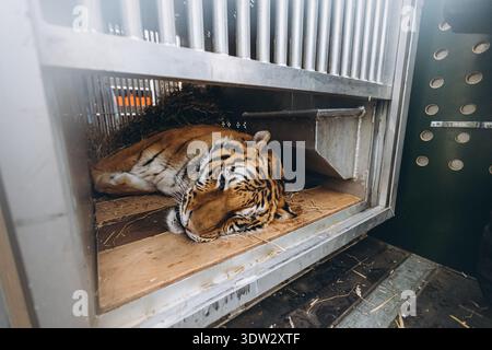 gros plan sur le tigre après des somnifères dans une cage. Photo de haute qualité Banque D'Images