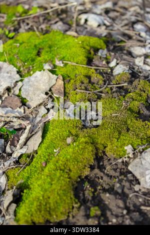 Une parcelle vibrante de mousse vert vif prospère au milieu des feuilles brunes sèches et dispersées et du sol sombre sur le sol de la forêt. Banque D'Images