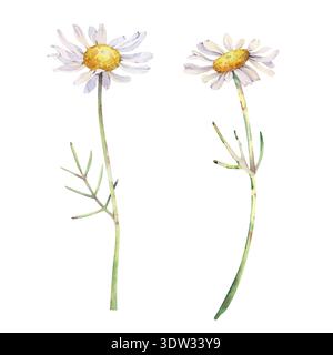 Un ensemble d'été de marguerites à l'aquarelle dans des couleurs naturelles sur un fond isolé. Illustration botanique de fleurs sauvages blanches pour la conception estivale Banque D'Images