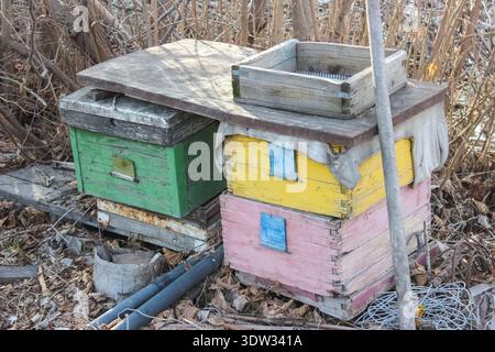 Un rucher rustique avec plusieurs ruches en bois peintes dans des tons altérés de vert, jaune et rose. Banque D'Images