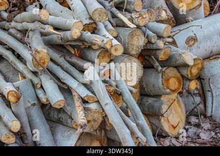 Un gros tas désordonné de bûches fraîchement coupées et de branches épaisses est montré. Le bois a une écorce lisse et grise et des extrémités circulaires jaunes-oranges fraîchement coupées. Banque D'Images