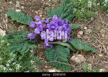Un gros plan dynamique du Mandrake d'automne (Mandragora autumnalis), une fleur sauvage frappante commune à travers la Sicile. La photographie capture la belle c Banque D'Images