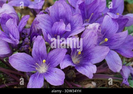 Un gros plan dynamique du Mandrake d'automne (Mandragora autumnalis), une fleur sauvage frappante commune à travers la Sicile. La photographie capture la belle c Banque D'Images