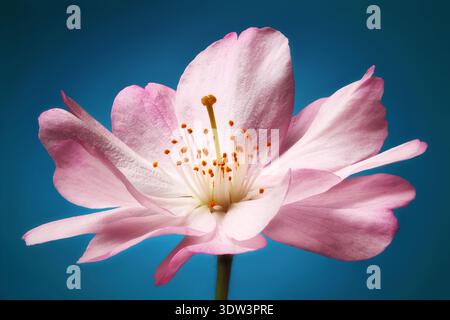 Fleur de cerisier au printemps : macro nette d'une petite fleur rose parfaite sur fond bleu Banque D'Images