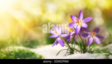 Floraison printanière avec des fleurs de crocus violettes qui s'éveillent et fleurissent dans les rayons du soleil. Nature saisonnière photographiée avec arrière-plan flou et espace de copie. Banque D'Images