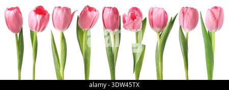 Tulipes roses tendres isolées sur blanc, serties Banque D'Images