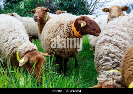 Un troupeau de moutons paissant paisiblement dans une prairie verdoyante. Banque D'Images