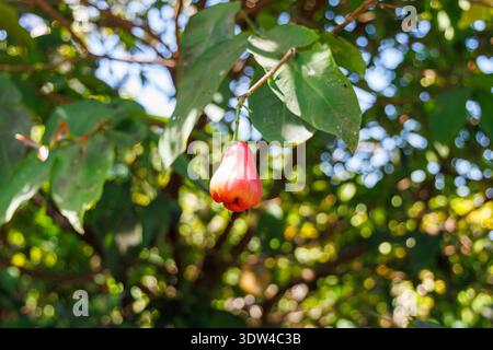 Pomme rose rouge fraîche ou pomme d'eau suspendue sur une branche d'arbre avec des feuilles vertes dans un jardin tropical Banque D'Images