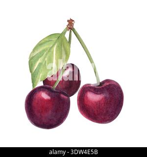Trois cerises avec des tiges et des feuilles isolées sur blanc, illustration aquarelle peinte à la main, texture réaliste, élément de fruit pour l'emballage alimentaire Banque D'Images