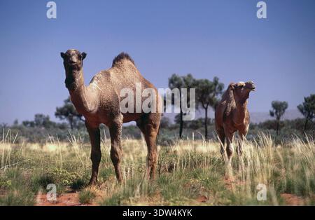 DEUX CHAMEAUX SAUVAGES (SAUVAGES) (CAMELUS DROMEDARIUS) DANS LE GRAND DÉSERT DE VICTORIA, OUTBACK AUSTRALIE OCCIDENTALE. Banque D'Images