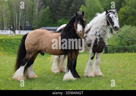 Paire de chevaux Tinker avec une belle crinière dans le portrait de la nature vert d'été Banque D'Images