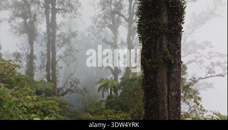 Indonésie, Bali : forêt tropicale brumeuse d'Abang avec du brouillard obscurcissant les arbres anciens et des sous-bois denses, créant un environnement de paysage naturel mystérieux et atmosphérique. Vol de drone Banque D'Images